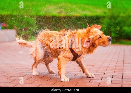 Ein Golden Retriever schüttelt das Wasser energetisch ab und erzeugt fröhliche Spritzer und Tropfen. Die lebhafte Umgebung im Freien trägt zur fröhlichen Atmosphäre bei Stockfoto