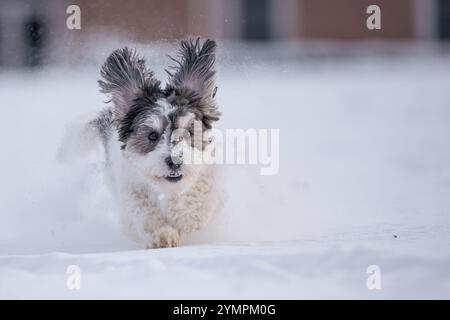 Schwarz-weißes Havanesisches Hündchen mit schlampigen Ohren, die im Schnee laufen Stockfoto