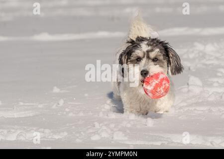 Schwarz-weißes Havanesisches Hündchen spielt im Schnee mit orangenem Ball an kalten Wintertagen. Stockfoto