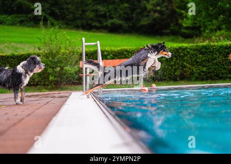 Zwei energiegeladene Hunde springen und spielen in der Nähe eines Swimmingpools und fangen die fröhliche Essenz des Sommerspaßes in einer grünen Umgebung im Freien ein. Stockfoto