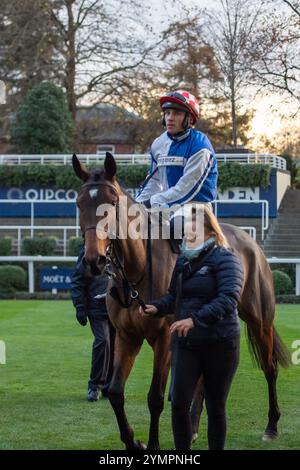 Ascot, Berkshire, Großbritannien. November 2024. KDEUX SAINT FRAY, geritten von Jockey Jonathan Burke, gewinnt das nicht vergessene Open National Hunt Flat Race (Klasse 3) (Kategorie 1 Elimination) (GBB Race). Besitzer Gracehill UK & Partners, Trainer Olly Murphy, Wilmcote, Züchter Thomas Keating, Sponsor Motoclan. Quelle: Maureen McLean/Alamy Live News Stockfoto