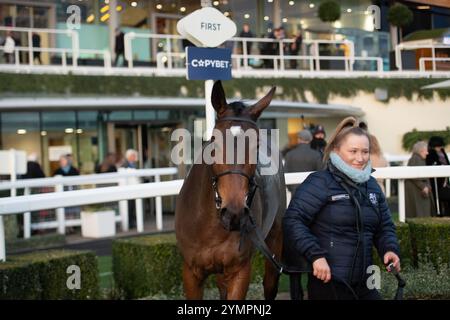 Ascot, Berkshire, Großbritannien. November 2024. KDEUX SAINT FRAY, geritten von Jockey Jonathan Burke, gewinnt das nicht vergessene Open National Hunt Flat Race (Klasse 3) (Kategorie 1 Elimination) (GBB Race). Besitzer Gracehill UK & Partners, Trainer Olly Murphy, Wilmcote, Züchter Thomas Keating, Sponsor Motoclan. Quelle: Maureen McLean/Alamy Live News Stockfoto