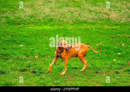 Ein Rhodesian Ridgeback-Hund, der fröhlich auf einem üppigen grünen Rasen läuft und spielt. Die Essenz von Freiheit, Verspieltheit und Energie in einem lebendigen PA festzuhalten Stockfoto