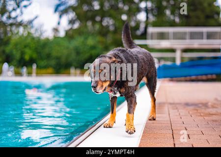 Ein neugieriger Hund mit nassem Fell erkundet an einem sonnigen Tag den Rand eines Swimmingpools, umgeben von Grün. Stockfoto