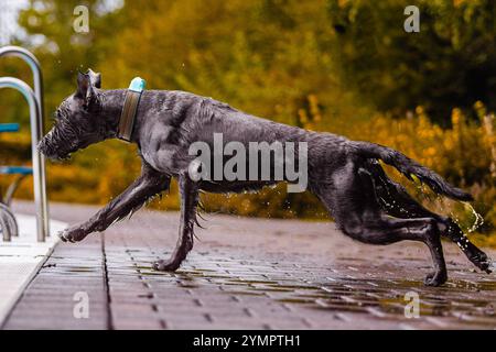 Ein verspielter, nasser Riesenschnauzer, der fröhlich an einem Swimmingpool läuft, gefangen in lebendigem Herbstlaub. Das Bild verkörpert Energie, Spaß und eine Stockfoto