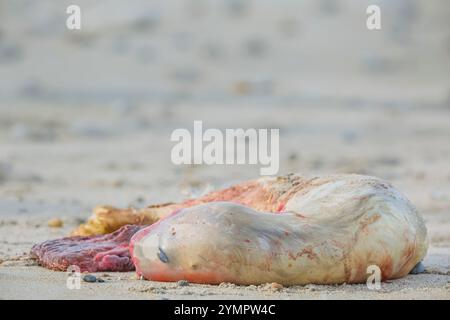 Halichoerus grypus, Grausiegel, tot, jung, Welpe, Blutausstrich, Deutschland, Helgoland Stockfoto