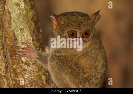 Tarsius spectrumgurskyae, Gurskys spektraler Tarsier, endemisch, Affe Stockfoto