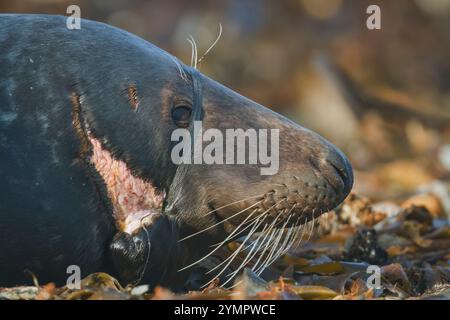 Halichoerus grypus, Grausiegel, verletzt durch Plastik, Deutschland, Helgoland Stockfoto