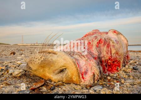 Halichoerus grypus, Grausiegel, getötet von einem ausgewachsenen Grausiegel, tot, getötet; Deutschland, Helgoland Stockfoto