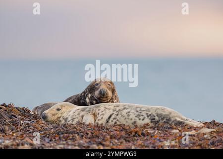 Halichoerus grypus, graues Seehundpaar, entspannend, entspannend; Deutschland, Helgoland Stockfoto