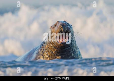 Halichoerus grypus, Grey Seal, Bulle; Deutschland, Helgoland, männlich, aggresiv Stockfoto