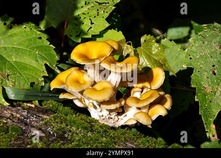 Golden Oyster Mushroom Fruiting Bodies (Pleurotus ostreatus), Summer, Michigan, USA von James D Coppinger/Dembinsky Photo Assoc Stockfoto