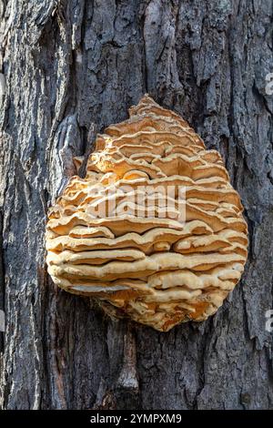 Nördlicher Zahnpilz (Climacodon setentrionalis), Fruchtkörper wächst auf totem Baumstamm, Sommer, von James D Coppinger/Dembinsky Photo Assoc Stockfoto