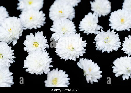 Weiße Chrysantheme auf schwarzem Hintergrund Stockfoto