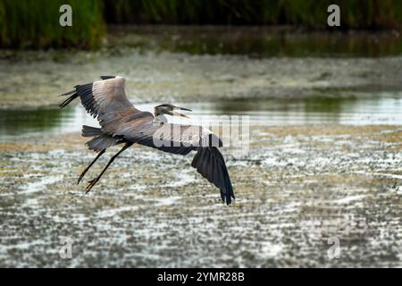 Junger junger Graureiher (Ardea cinerea) Vogel im Flug in einem Feuchtgebiet, Tierwelt Stock Fotografie Foto Stockfoto