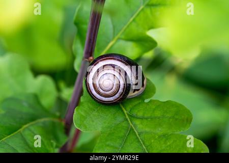 Gartenschneckenarten, Makroaufnahmen, Tiernaturfotografie Stockfotos Stockfoto