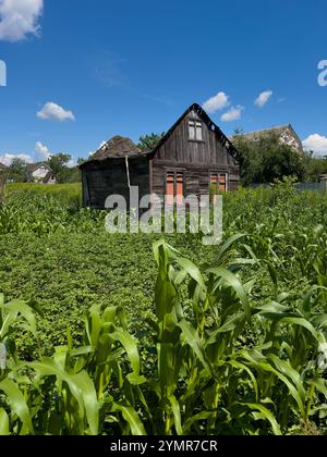 Ein altes, verlassenes Holzhaus mit einem eingestürzten Dach, umgeben von üppiger grüner Vegetation und Maispflanzen, unter einem hellblauen Himmel mit flauschigem weißem C Stockfoto