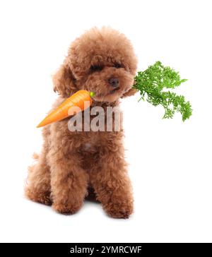 Süßer Maltipoo Hund mit frischer Karotte auf weißem Hintergrund Stockfoto
