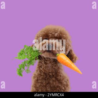 Süßer Maltipoo Hund mit frischer Karotte auf violettem Hintergrund Stockfoto