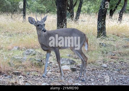 Coues Weißschwanzhirsch (Odocoileus virginianus couesi) Stockfoto