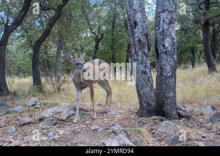 Coues Weißschwanzhirsch (Odocoileus virginianus couesi) Stockfoto