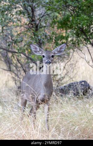 Coues Weißschwanzhirsch (Odocoileus virginianus couesi) Stockfoto