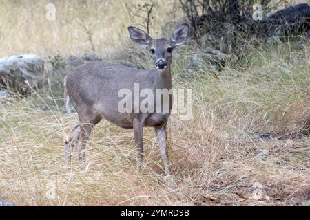 Coues Weißschwanzhirsch (Odocoileus virginianus couesi) Stockfoto