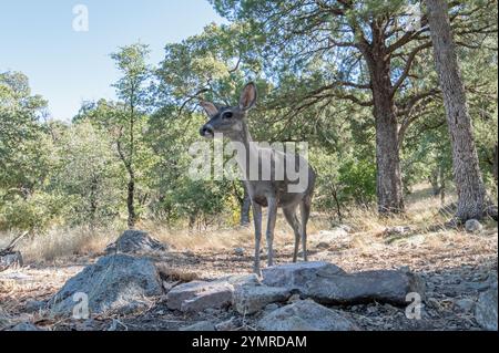 Coues Weißschwanzhirsch (Odocoileus virginianus couesi) Stockfoto