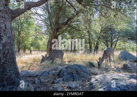 Coues Weißschwanzhirsch (Odocoileus virginianus couesi) Stockfoto