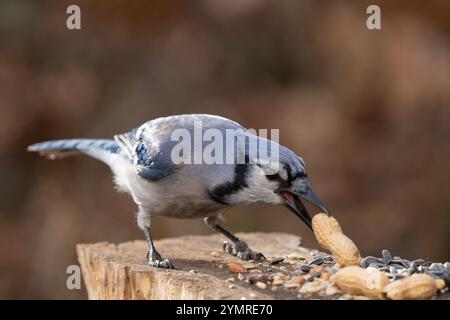 Nahaufnahme von Stockfoto