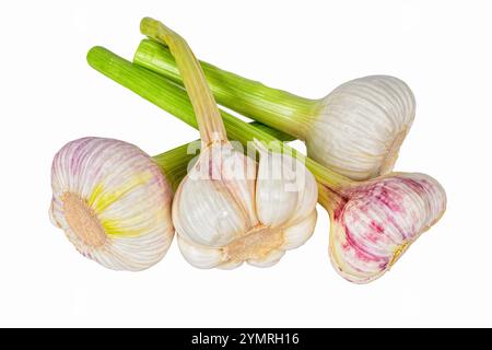 Frische Knoblauchzwiebeln isoliert auf weißem Hintergrund. Stockfoto