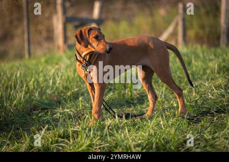 Rhodesian Ridgeback Welpe, 5 Monate weibliches Porträt. Porträt eines reinrassigen Rhodesian ridgeback-Hundes an einem Herbsttag Stockfoto