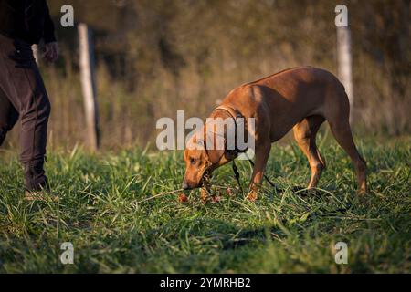 Rhodesian Ridgeback Welpe, 5 Monate weibliches Porträt. Porträt eines reinrassigen Rhodesian ridgeback-Hundes an einem Herbsttag Stockfoto