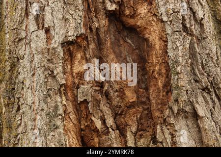 Nahaufnahme der strukturierten Rinde eines Pappelbaums mit einer Vielzahl von Flechten, die auf dem Holz wachsen Stockfoto