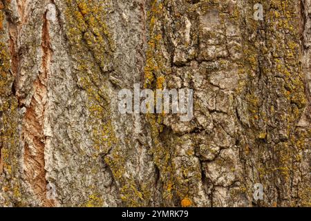 Nahaufnahme der strukturierten Rinde eines Pappelbaums mit einer Vielzahl von Flechten, die auf dem Holz wachsen Stockfoto