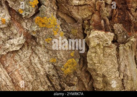 Nahaufnahme der strukturierten Rinde eines Pappelbaums mit einer Vielzahl von Flechten, die auf dem Holz wachsen Stockfoto