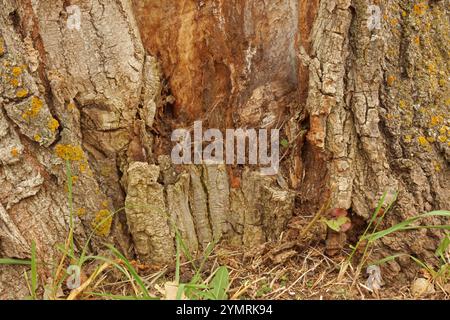 Nahaufnahme der strukturierten Rinde am Boden eines Pappelbaums mit einer Vielzahl von Flechten, die auf dem Holz wachsen Stockfoto