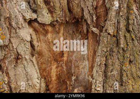 Nahaufnahme der strukturierten Rinde eines Pappelbaums mit einer Vielzahl von Flechten, die auf dem Holz wachsen Stockfoto