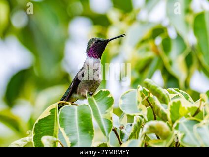 Ein bunter männlicher Amethyst Woodstar Kolibri (Calliphlox amethystina), der auf einem Ast thront. Espírito Santo, Brasilien. Stockfoto