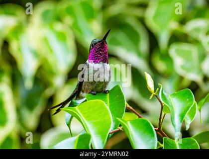 Ein bunter männlicher Amethyst Woodstar Kolibri (Calliphlox amethystina), der auf einem Ast thront. Espírito Santo, Brasilien. Stockfoto