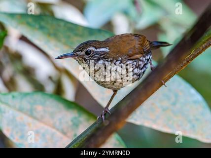 Ein scharfer Streamcreeper (Lochmias nematura) thronte auf einem Ast im Wald. Espírito Santo, Brasilien. Stockfoto