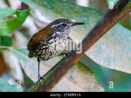 Ein scharfer Streamcreeper (Lochmias nematura) thronte auf einem Ast im Wald. Espírito Santo, Brasilien. Stockfoto