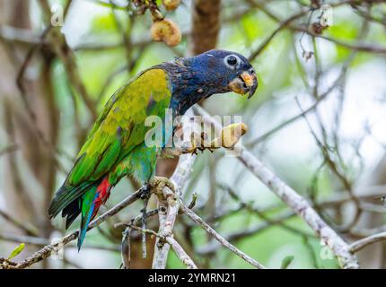 Ein Blaukopfpapagei (Pionus menstruus), der sich von Früchten in einem Baum ernährt. Espírito Santo, Brasilien. Stockfoto