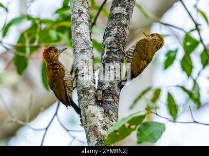 Ein Paar Rotspechte (Dryobates affinis), die auf einem Baum im Wald suchen. Espírito Santo, Brasilien. Stockfoto