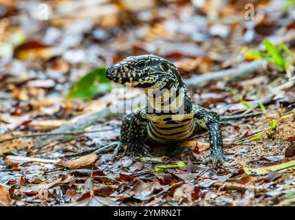 Großer argentinischer Schwarzweiß-Tegu (Salvator merianae), der auf Waldboden umherstreift. Espírito Santo, Brasilien. Stockfoto