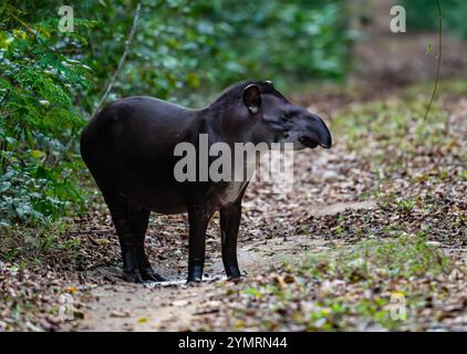 Ein südamerikanischer Tapir (Tapirus terrestris), der im Wald auf Nahrungssuche ist. Espírito Santo, Brasilien. Stockfoto
