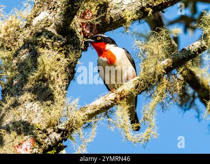 Ein kritisch gefährdeter Cherry-throated Tanager (Nemosia rourei), der auf einem moosigen Baum auf der Suche ist. Espírito Santo, Brasilien. Stockfoto