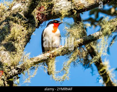 Ein kritisch gefährdeter Cherry-throated Tanager (Nemosia rourei), der auf einem moosigen Baum auf der Suche ist. Espírito Santo, Brasilien. Stockfoto