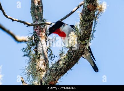 Ein kritisch gefährdeter Cherry-throated Tanager (Nemosia rourei), der auf einem moosigen Baum auf der Suche ist. Espírito Santo, Brasilien. Stockfoto