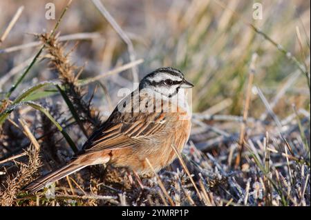 Graukehlenbunting oder cia mit dem wissenschaftlichen Namen (Emberiza cia). Kleiner Vogel mit weißem und schwarzem Kopf auf dem Boden mit mattiertem Gemüse Stockfoto